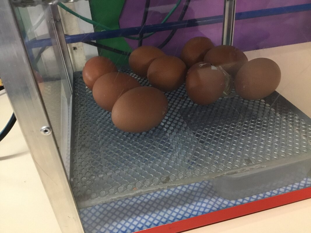 Image of Nursery’s chicks 