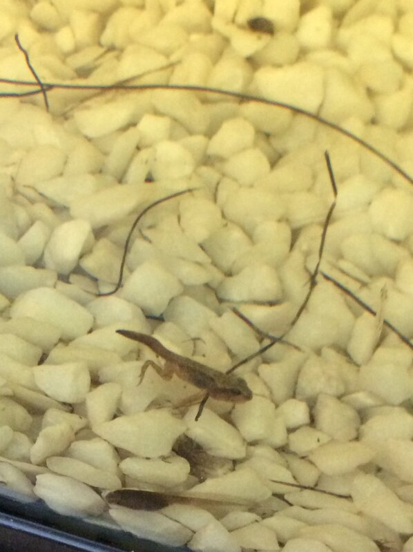 Image of Year 1 tadpole update