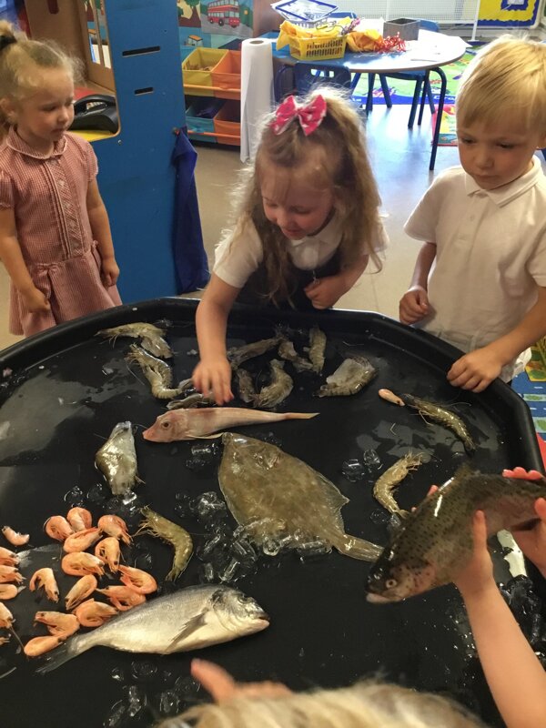 Image of Nursery exploring sea creatures