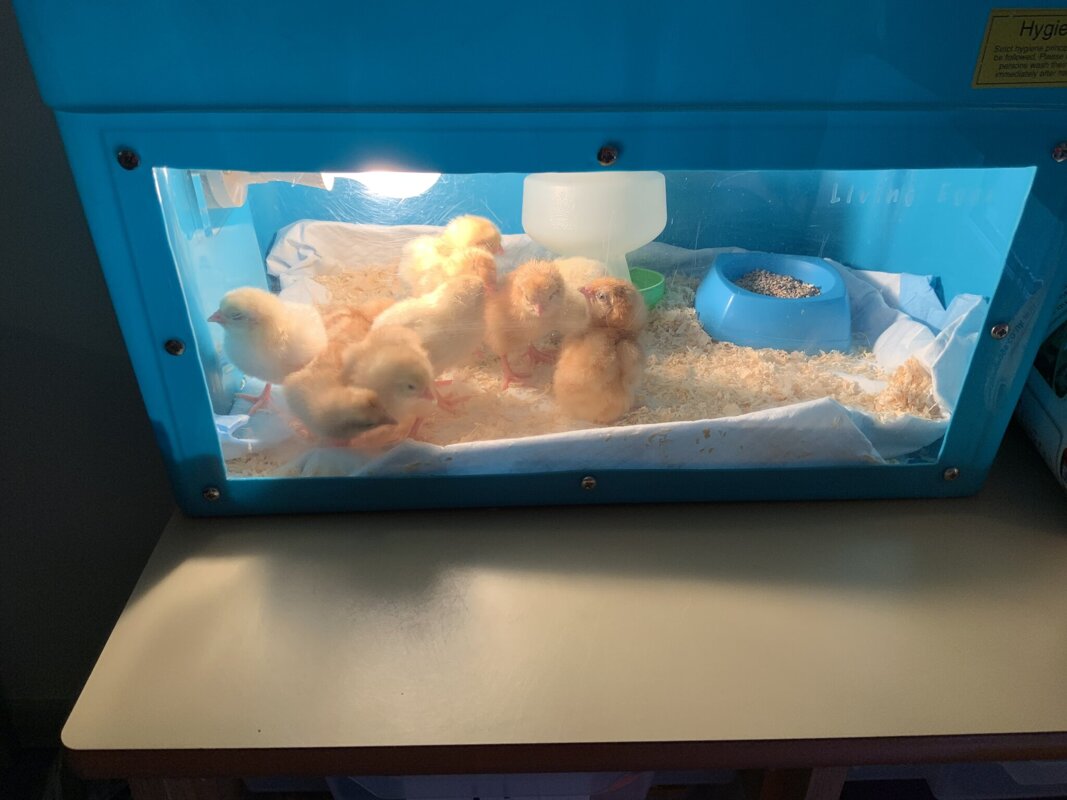 Image of Our Reception hatching chicks 