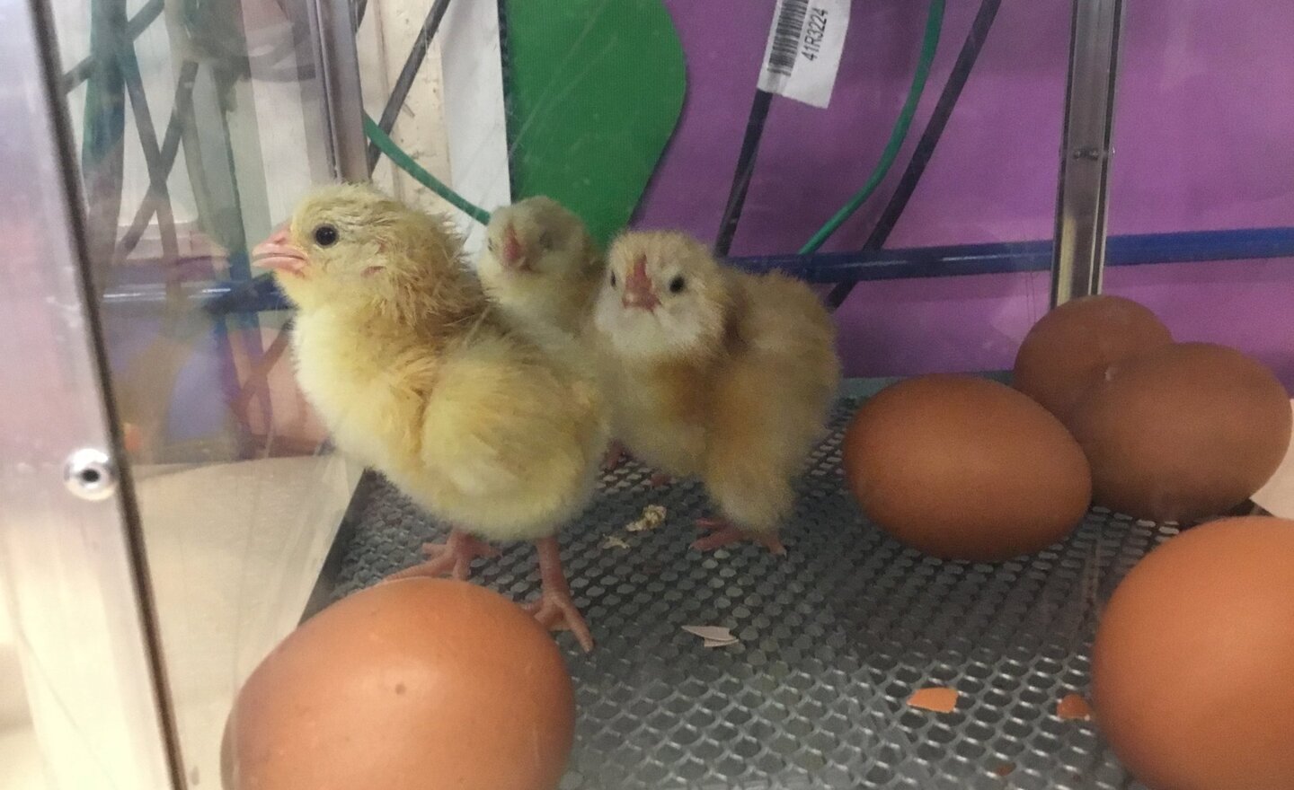 Image of Nursery’s hatching chicks