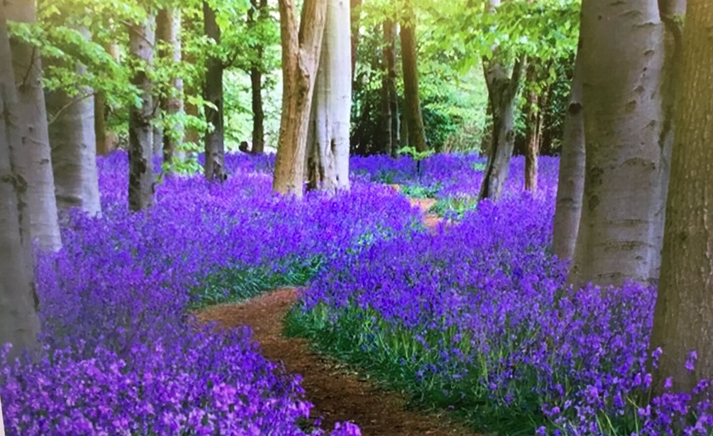 Image of Painting nature: Bluebell Wood at Muncaster Castle