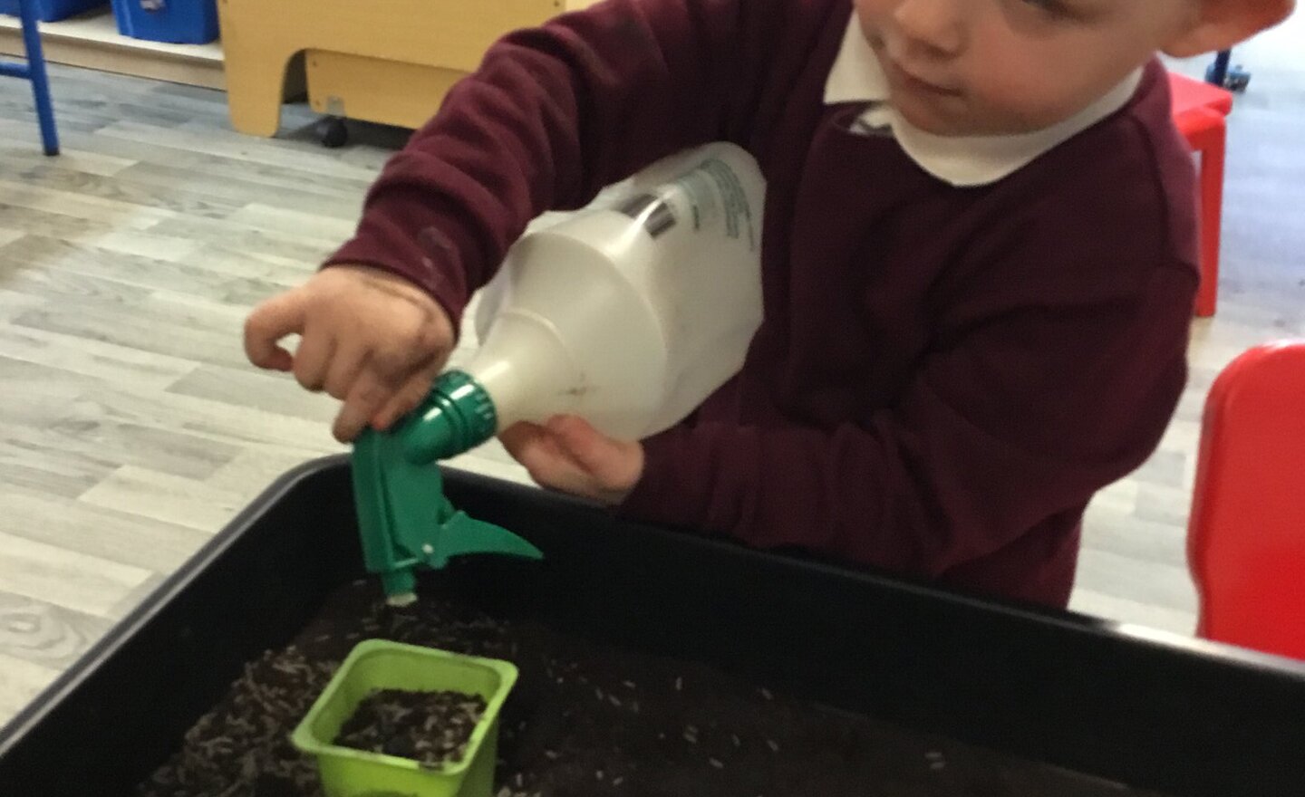 Image of Planting Seeds in Nursery