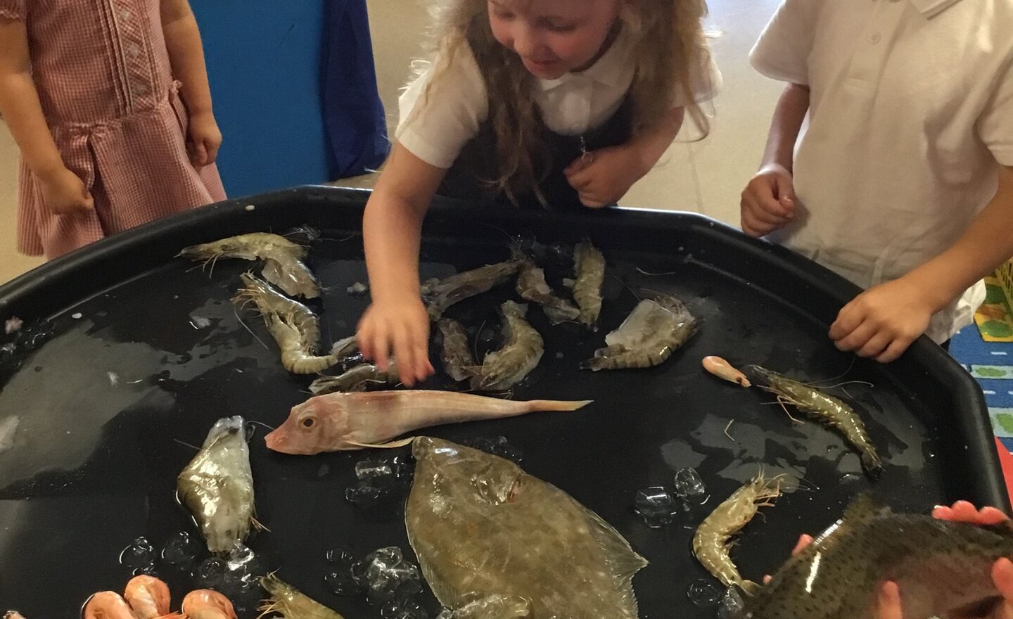 Image of Nursery exploring sea creatures