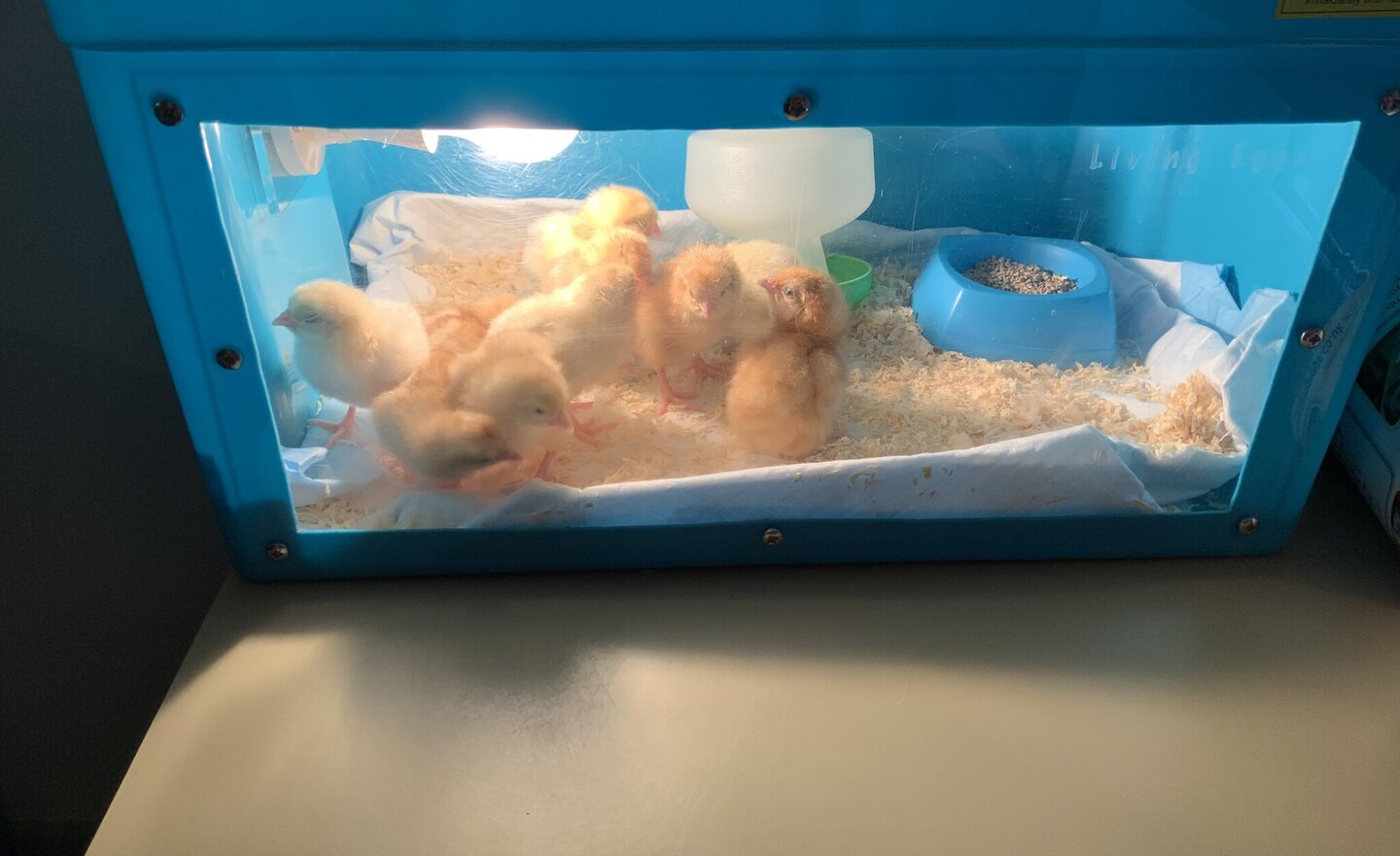 Image of Our Reception hatching chicks 
